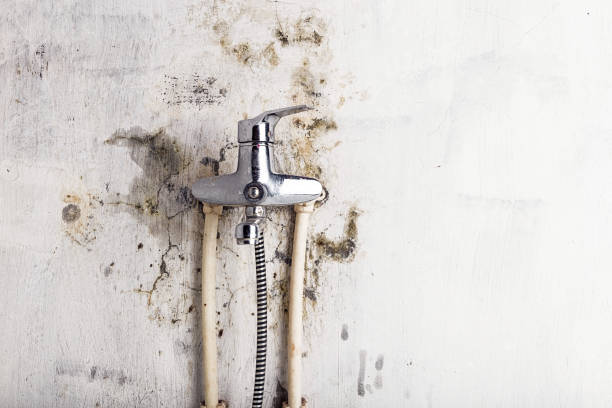 Best Commercial Mold Removal  in Carrington, ND