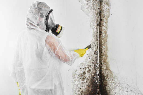 Best Mold Damage Repair  in Carrington, ND