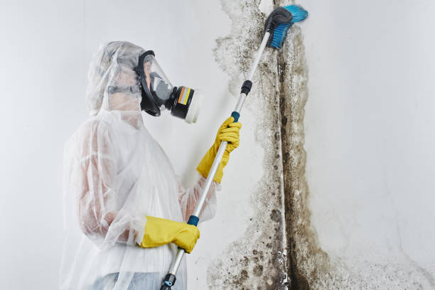 Best Commercial Mold Removal  in Carrington, ND