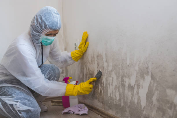 Best Mold Testing  in Carrington, ND