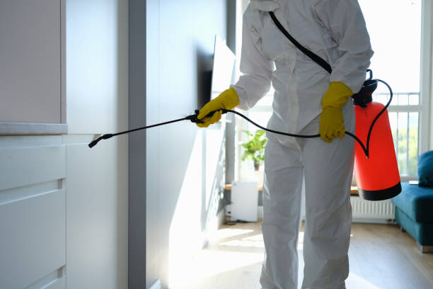 Best Black Mold Removal  in Carrington, ND