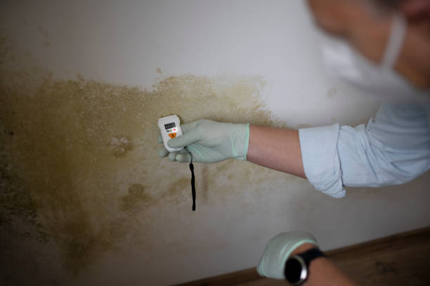 Best Attic Mold Removal  in Carrington, ND