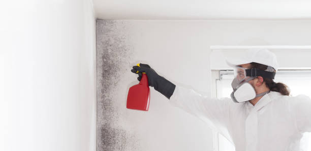 Best Mold Removal Company Near Me  in Carrington, ND