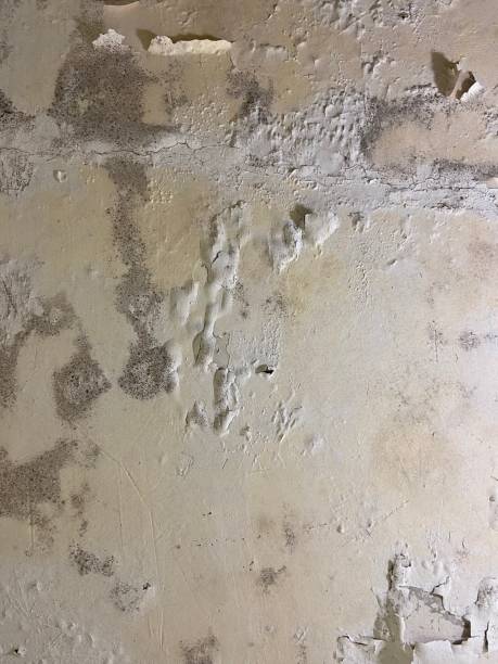 Best Mold Remediation  in Carrington, ND