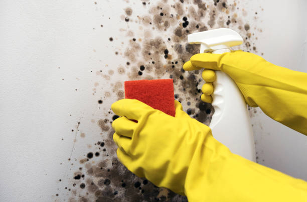 Best Water Damage Restoration  in Carrington, ND