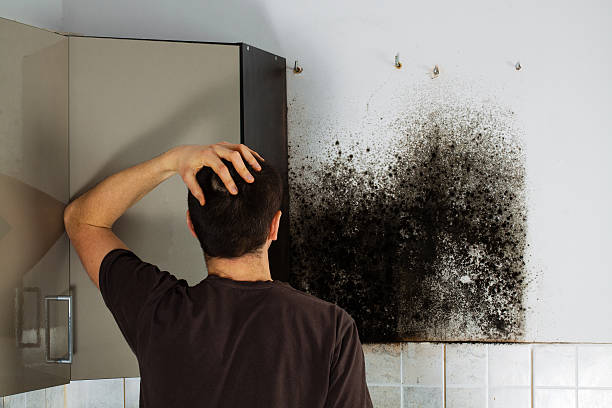 Best Office Mold Removal Services  in Carrington, ND
