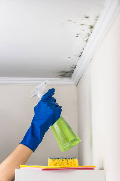 Best Emergency Mold Removal  in Carrington, ND
