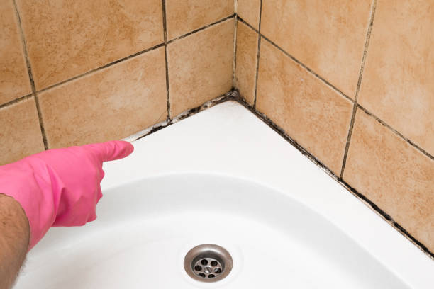 Best Crawl Space Mold Removal  in Carrington, ND